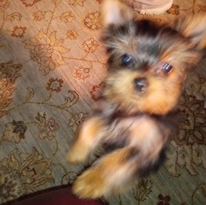 Meet your Posher, Thomas